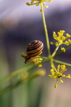 A tiny snail sits close up in a grass with blurred background
