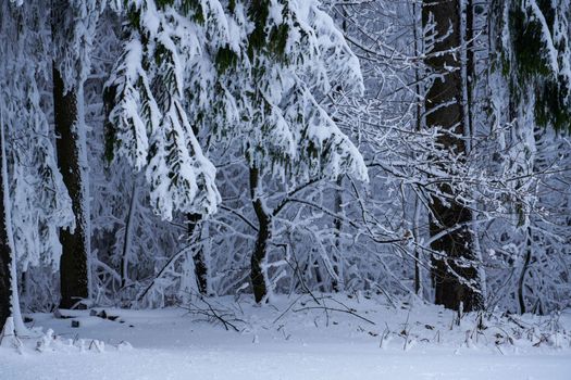 winter snow-covered Christmas trees in a city park in Germany Europe. High quality photo