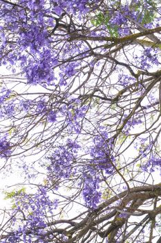 Jacaranda tree branches with large purple flowers background
