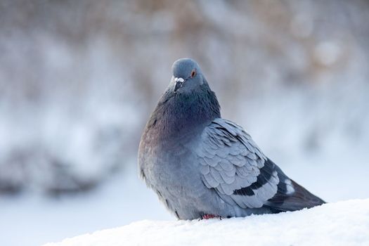 A beautiful pigeon sits on the snow in a city park in winter. Close-up of pigeons in winter on the square in the park. Birds in the cold are waiting for food from people.