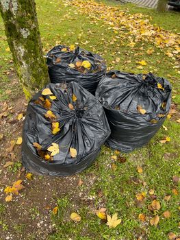 three bags with yellow leaves mobile photo. High quality photo