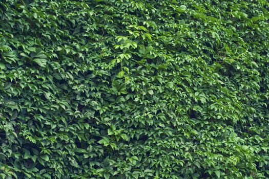 Parthenocissus leaves green natural background. High quality photo