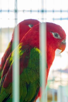 Pair of red parrots Yellow Swarthy Wide-Tailed Loris in cage close up