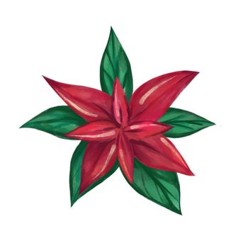 Watercolor Poinsettia flower isolated on a white background. Hand-drawn illustration