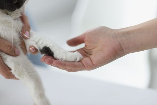 Closeup of woman hand holding paw of domestic tabby cat. Love for animals friendship trust and secure affection concept