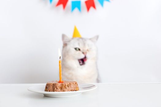 A funny white cat in a yellow paper cap sits at a white table with a canned cat cake with a burning candle and licks his lips. selective focus