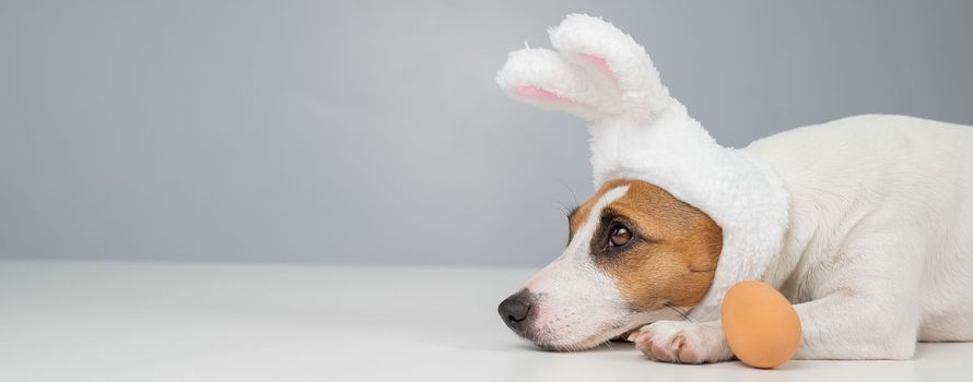 Jack Russell Terrier dog in bunny ears lies with an egg. Copy space