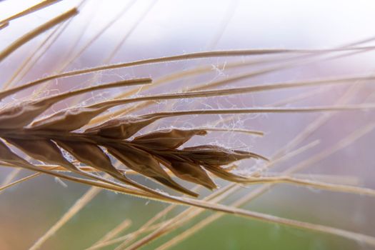 yellow dry spikelet close-up. plant background. nature.