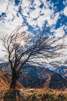 Dry autumn picturesque tree in the Great Almaty Gorge. Nature of the Kazakhstan.