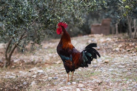 Brown rooster crowing in the morning in village. High quality photo