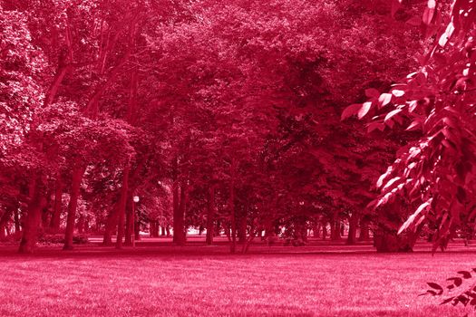 Viva Magenta colour park landscape. Garden monochrome background. Trendy color 2023. High quality photo