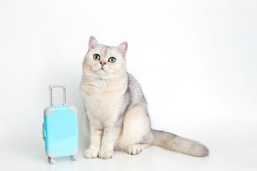 Cute white cat sits with a blue suitcase on a white background. copy space.