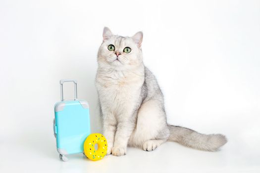 Cute white cat sits with a suitcase and a yellow rubber donut on a white background. copy space.