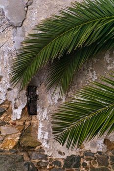 Palm branches against a dilapidated wall of an old building background