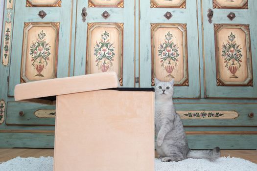 gray scottish kitten wants to get into the laundry box, pet in the room, Curious cat explores new territories, High quality photo