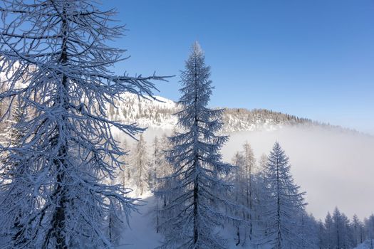 winter mountain landscape peaks and trees snow covered. High quality photo