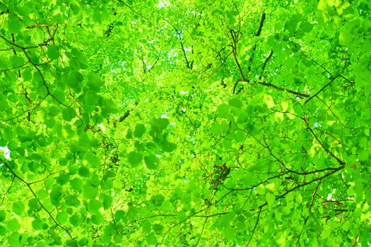Green leaves on the blurred backgrounds in sunny day. Nature green background. Copy space. High quality photo