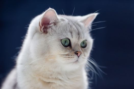 Adorable white British cat sits on a black background, looks to the side . Close up.