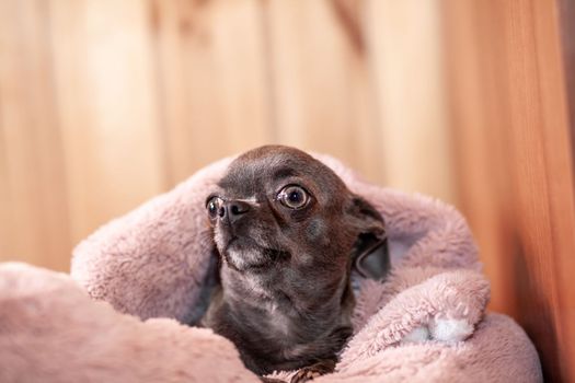 A close-up image shows a cute chihuahua puppy of a domestic mammal breed lying relaxing on a bed. Pets are resting, sleeping. A touching and emotional portrait. Dog ears, eyes and muzzles