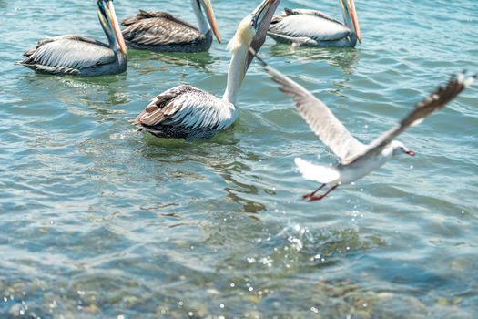 seagulls and pelicans in the ocean water. 