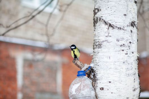 A beautiful little blue bird sits on a branch in winter and flies for food. Other birds are also sitting on the branches.