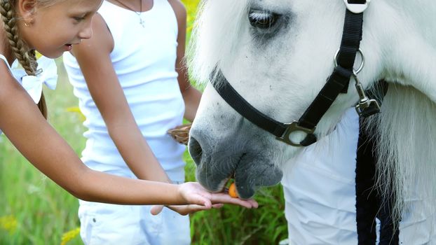 Children, a boy and a girl of seven years, fed a white pony, give to eat carrots. Cheerful, happy family vacation. Outdoors, in the summer, near the forest. High quality photo