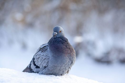 A beautiful pigeon sits on the snow in a city park in winter. Close-up of pigeons in winter on the square in the park. Birds in the cold are waiting for food from people.