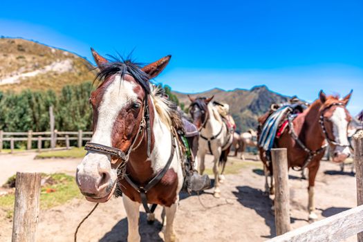 horses for tourists on mountain tours. High quality photo