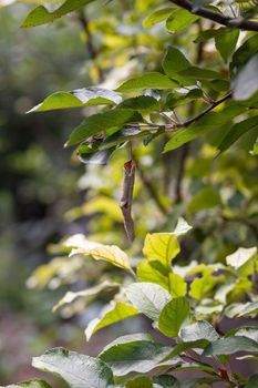 A large home garden of fruit trees. A beautiful and dense garden of apple and apricot trees with lush green foliage.