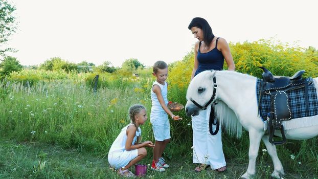 Children, a boy and a girl of seven years, fed a white pony, give to eat carrots. Cheerful, happy family vacation. Outdoors, in the summer, near the forest. High quality photo