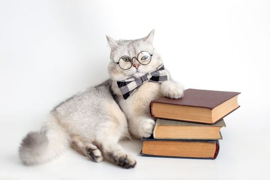 Serious white cat in a gray bow tie and glasses, lies on a stack of old books, isolated. copy space
