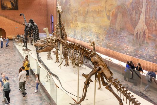 20.11. 2022, Moscow, Russia, Yu.A. Orlov Paleontological Museum, Tricerapers Dinosaur Skeleton. Tyrannosaurus rex skull, Giant Dinosaur. T-rex skeleton