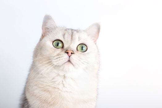 Portrait of a beautiful white British cat with green eyes, on a white background, looks up. Copy space