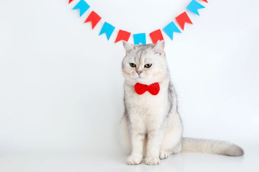 A disgruntled white cat in a red bow tie sits on a white background under different garlands and looks away. copy space