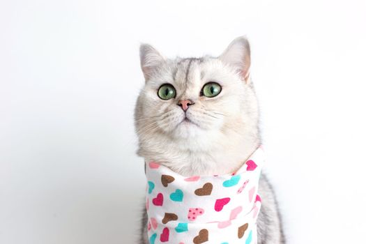 A cute white cat sits on a white background, with a bib in hearts. Copy space. Close up