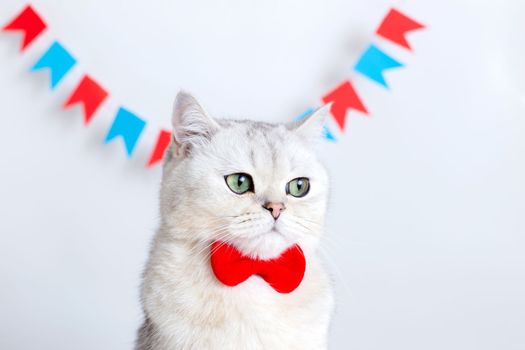 Portrait of a sad white cat in a red bow tie sitting on a white background under colorful flags. Copy space. Close-up