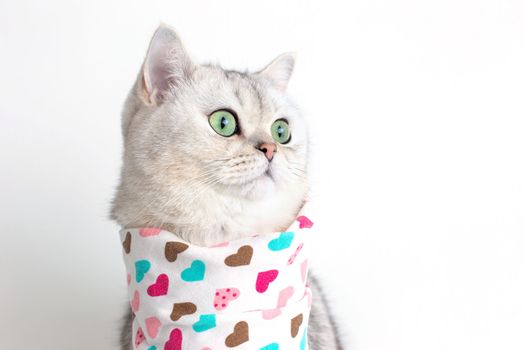 Charming white cat sits on a white background with a bib in hearts, looks to the side. Copy space. Close-up