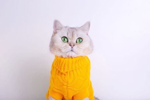 Close up of cute white cat in a yellow sweater, sitting on a white background. Close up. Copy space