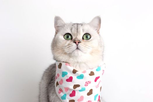 A white cat sits on a white background, with a bib in hearts. Copy space. Close up