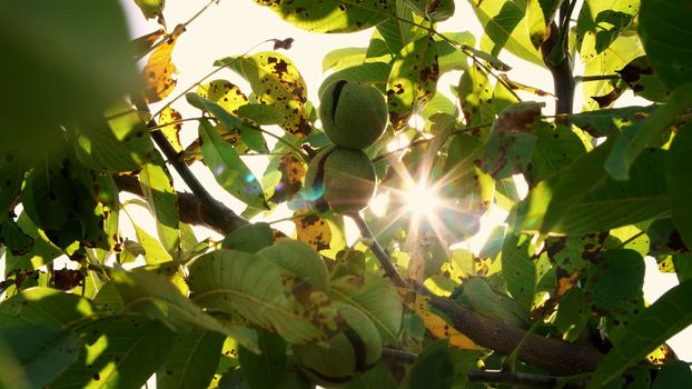 close up. Green european ripe walnuts growing on the tree among leaves, in the light of the sun. walnut trees with ripening walnuts on a large rural plantation. High quality photo