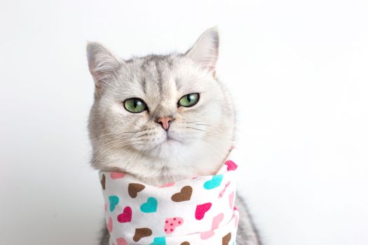 Disgruntled white cat sits on a white background with a bib in hearts. Copy space. Close-up