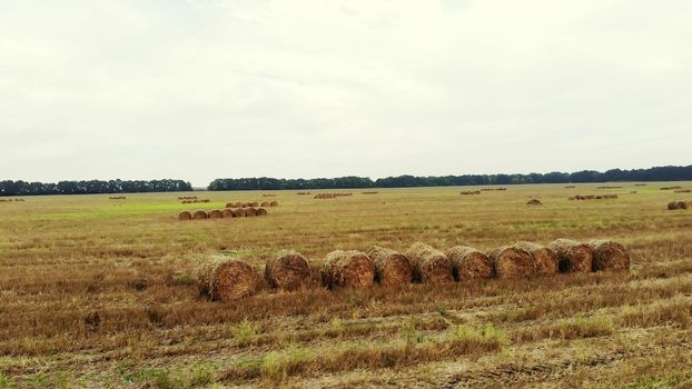 aero video filming. a large field of mown wheat, after harvesting. many sheaves, large bales of straw. day summer. High quality photo