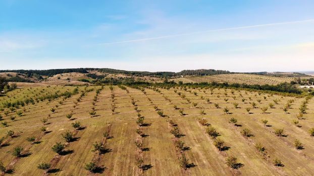 farm, fields of walnut plantations. rows of healthy walnut trees in a rural plantation with ripening walnuts on trees on a sunny day.aero video, drone. High quality photo