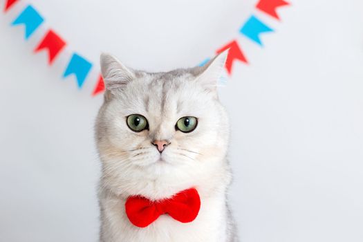 Cute white cat in a red bow tie sitting on a white background under colorful flags, looking at camera. Copy space. Close up