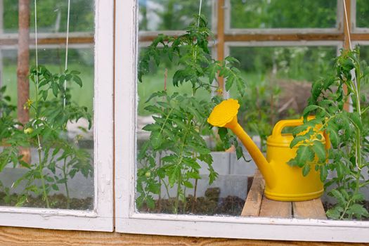 A yellow plastic watering can stands near tomato plants in a white homemade wooden greenhouse.