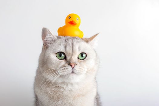 Cute white cat with a yellow rubber duck on his head, on a white background. Close-up. Copy space