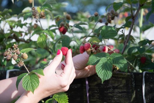 yung woman picks ripe raspberries in a basket, summer harvest of berries and fruits, sweet vitamins all year round. High quality photo