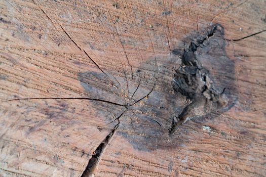Background texture of freshly tree cut oak wood.