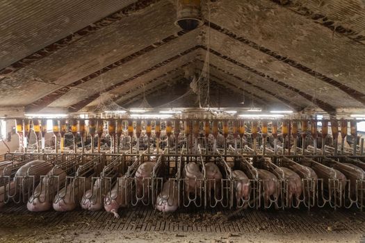 Old dirty pig farm inside. Pregnant sows waiting to be fed.