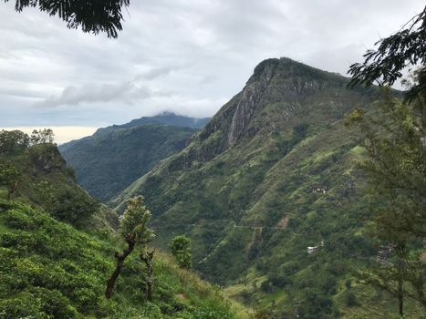 tea plantations in sri lanka. High quality photo